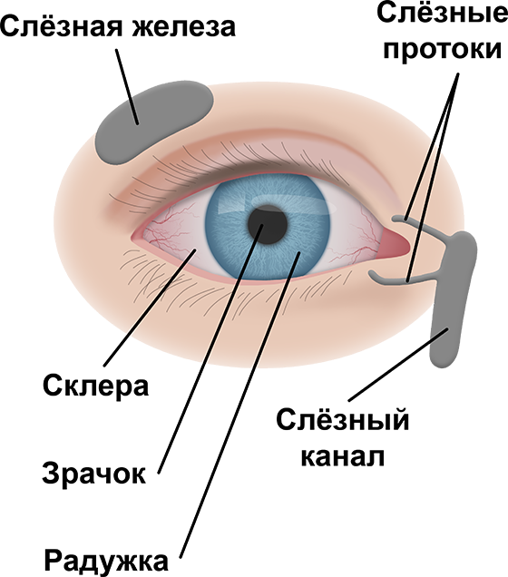 Гипертоническая ретинопатия. Артериальное давление и зрение. ICR