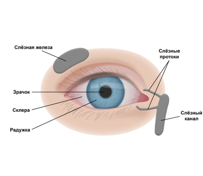 Причины симптома сухого глаза. ССГ (синдром сухого глаза.