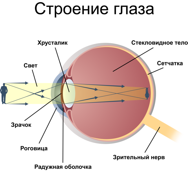 На сетчатку глаза за 3 с. Хрусталик и стекловидное тело. Решетчатая дистрофия сетчатки глаза. Лазеркоагуляция сетчатки.