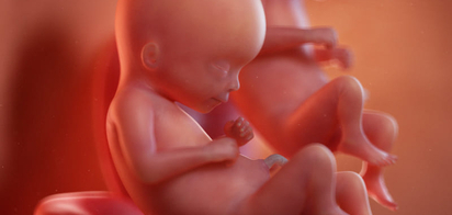Получены новые данные о развитии зрения в утробе