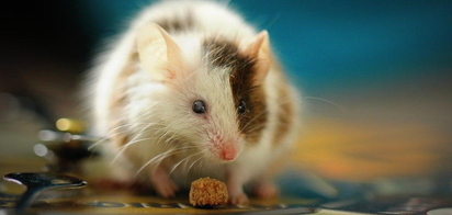 Новая генная терапия: у мышей с врожденной слепотой улучшилось зрение