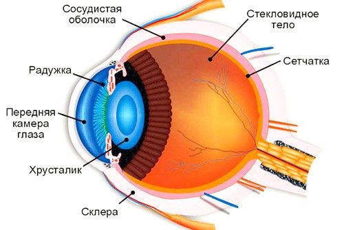 Строение глаза: просто и понятно о сложном - Глаукома.ру